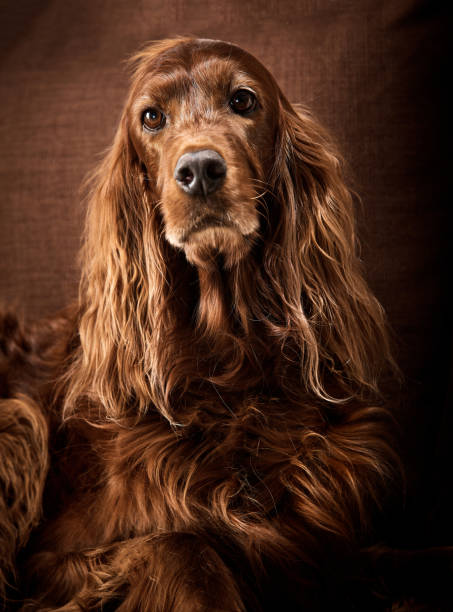 Irish setter dog Shot of an irish setter dog irish setter stock pictures, royalty-free photos & images
