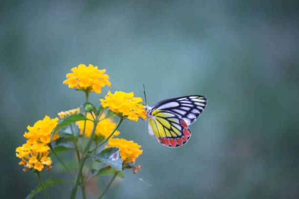 istock Jezebel Butterfly Sitting On the Flower Plant and Drinking Nectar 1193702966