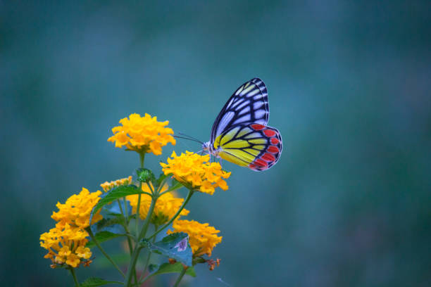 istock Jezebel Butterfly Sitting On the Flower Plant and Drinking Nectar 1193703481