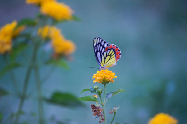 istock Jezebel Butterfly Sitting On the Flower Plant and Drinking Nectar 1193703486