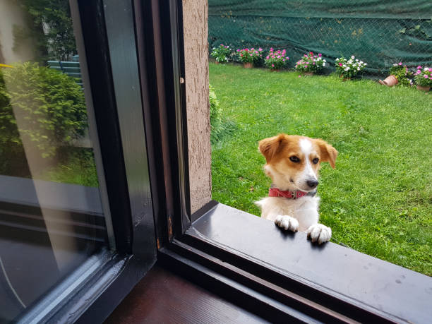 Cute mixed-breed dog on window sill trying to see inside the house.