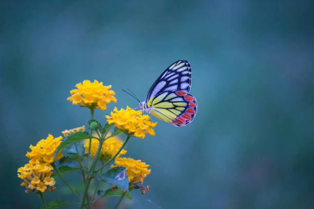 jezabel butterfly sentado en la planta de flores y bebiendo néctar - lime butterfly fotografías e imágenes de stock