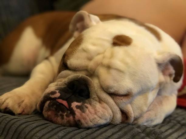 istock Sleeping British bulldog with tongue hanging out 1193706765