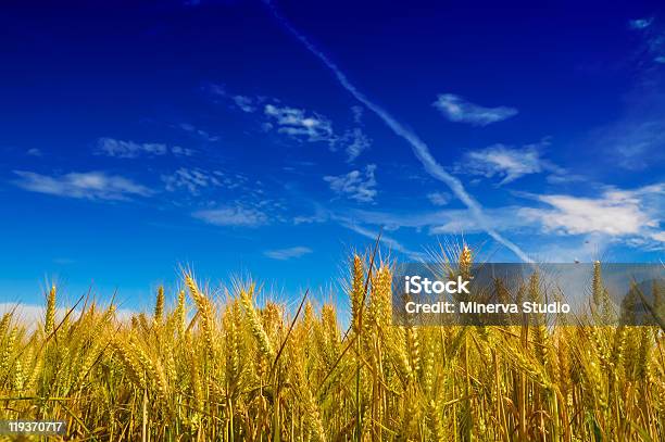 Grano Plant Prato Sotto Il Cielo Blu - Fotografie stock e altre immagini di Agricoltura - Agricoltura, Alimentazione sana, Ambientazione esterna