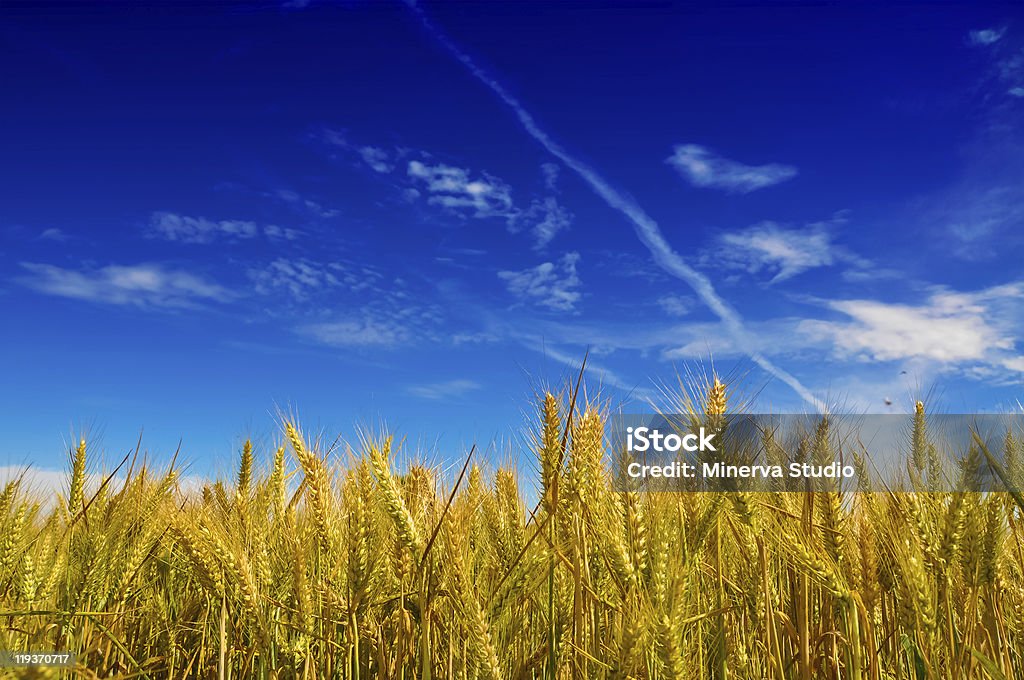 Trigo planta meadow sob um céu azul - Foto de stock de Agricultura royalty-free