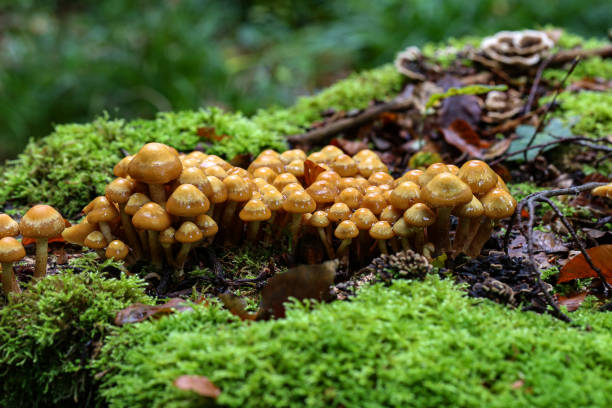istock the image shows some kuehneromyces in a wood 1193707179