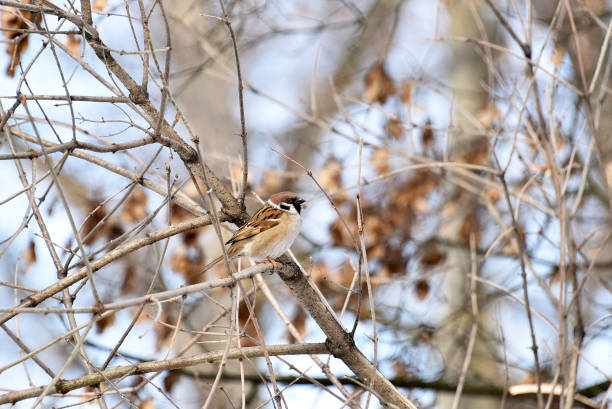 istock Sparrow on the winter park 1193707558