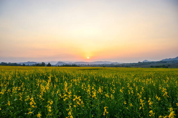 istock landscape nature view with yellow flower 1193707634
