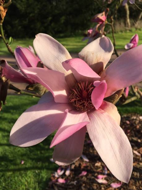 istock Magnolia in a city park. 1193707923