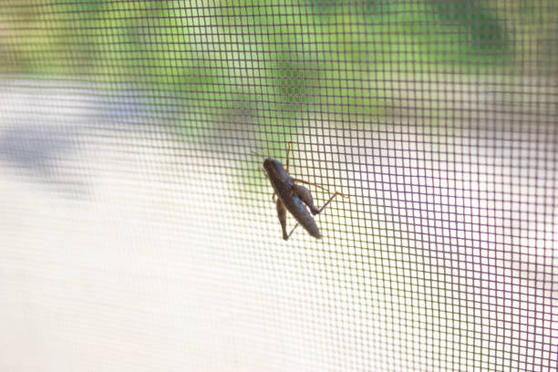 istock Macro photo of a grasshopper standing on a  web door 1193708553