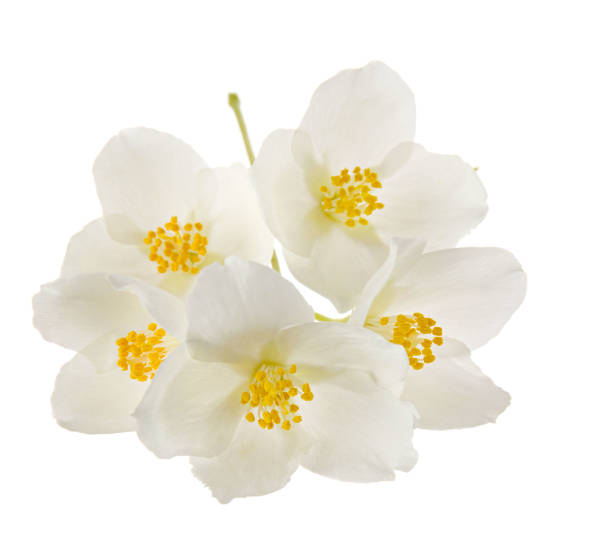 istock Jasmine spring flowers group isolated on white background, close-up 1193708565