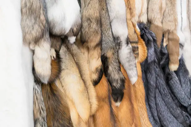 Photo of Fur coat is popular among people in winter as it is warm and beautiful winter clothing. But there are other options for cold-weather clothes so as not to kill animals. Lets consider alternatives