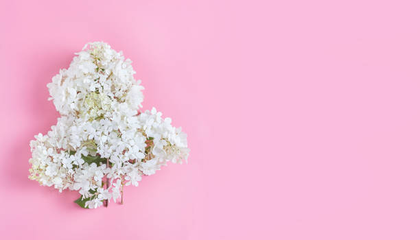 istock bouquet of fresh white hydrangea flowers on a pink background. top view, minimal concept, copy space 1193710323