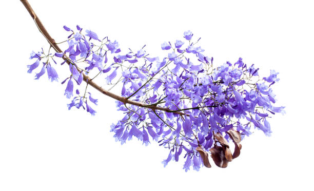 flowers of jacaranda isolated on white - sub tropical climate imagens e fotografias de stock