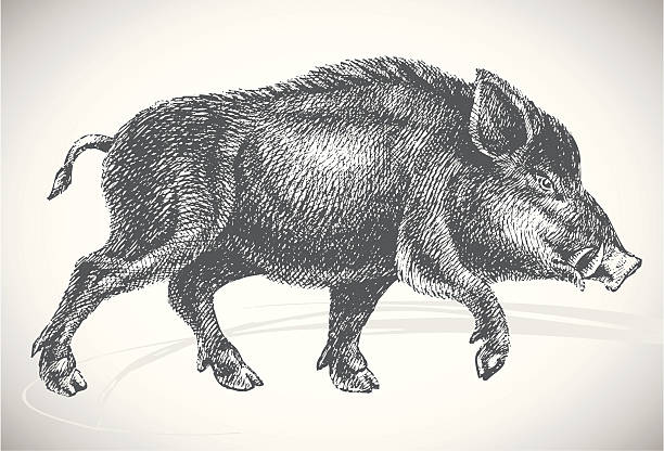 Boar professional drawing Vector hand drawn boar - animal side view. Originally drawn with paper and ink. Classic / traditional art style. Black silhouette isolated on white background. Great decoration design element. boar stock illustrations