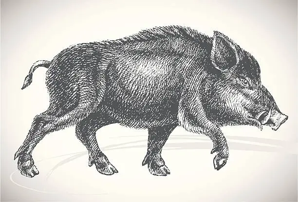 Vector illustration of Boar professional drawing