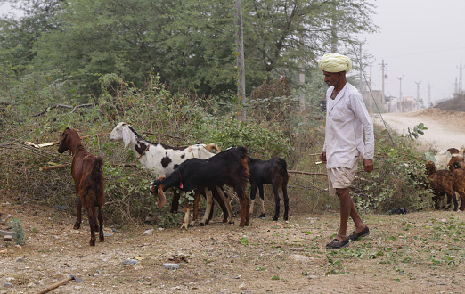 Rajasthani man with herd of goats during smog in a cold day at Beawar, Rajasthan, India