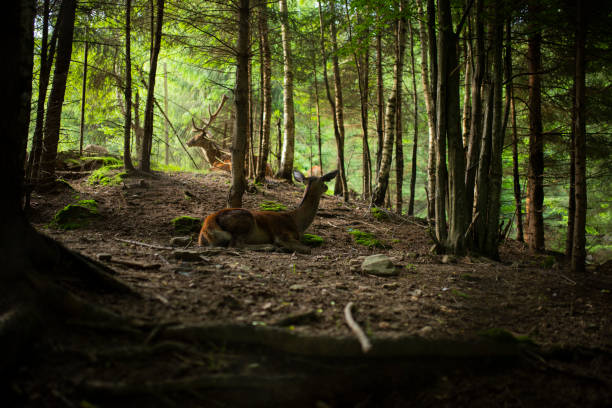 istock Deer stag in autumn forest 1193715913