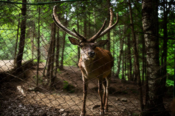 Deer stag in autumn forest
