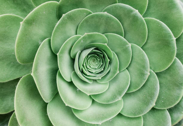 istock Succulents in Spain 1193717086
