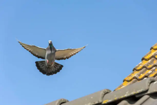Photo of The racing pigeon hovers in the clear blue sky