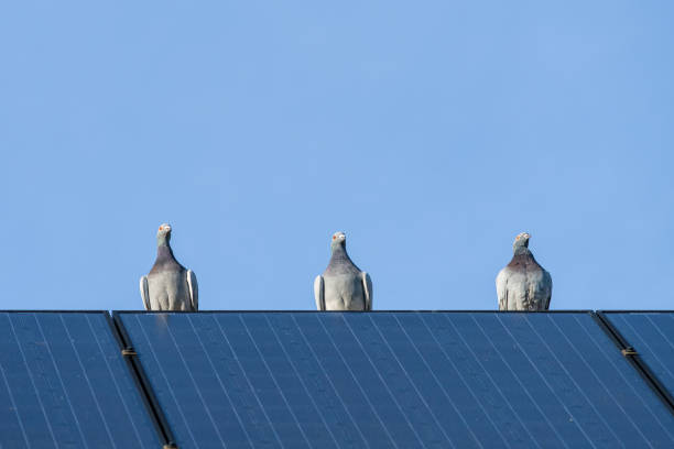 istock Three racing pigeons on the edge of a solar panel 1193718309