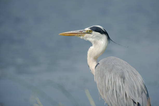 Portrait of a great blue heron with fluffy feauthers on the watch at the side of a pond