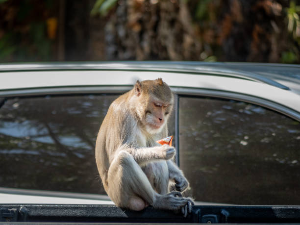 猿の珍しいもの - monkey proboscis monkey malaysia island of borneo ストックフォトと画像
