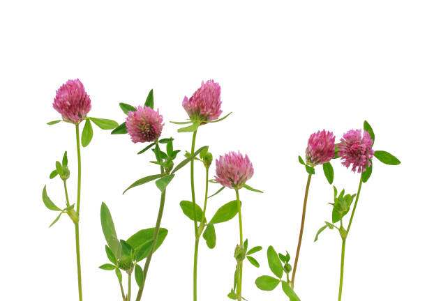 istock clover wildflowers with pink buds on white isolated background 1193721879