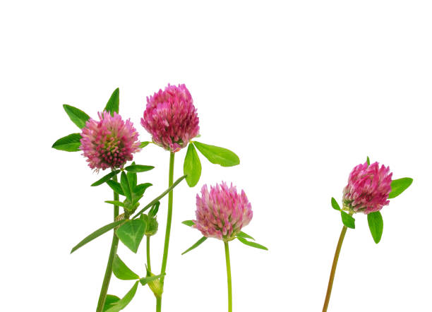 istock clover wildflowers with pink buds on white isolated background 1193721897