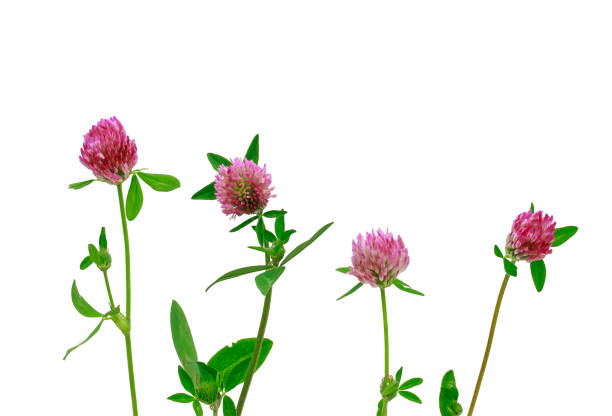 istock clover wildflowers with pink buds on white isolated background 1193721961