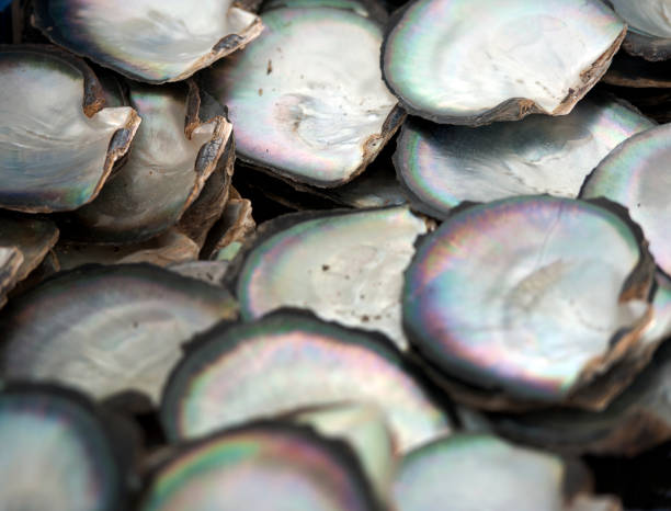 istock Oyster shells from pearl seeding, Ha Long Bay, North Vietnam 1193722603