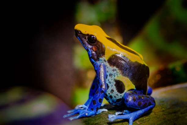 Dyeing dart frog, poisonous tropical frog. The dyeing dart frog,  or dyeing poison frog (Dendrobates tinctorius) is a species of poison dart frog poison arrow frog stock pictures, royalty-free photos & images