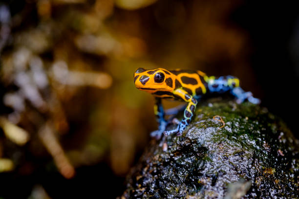 Mimic Poison Frog or poison arrow frog Mimic Poison Frog, Ranitomeya imitator Jeberos is a species of poison dart frog found in the north-central region of eastern Peru.  Its common name include mimic poison frog and poison arrow frog poison arrow frog photos stock pictures, royalty-free photos & images
