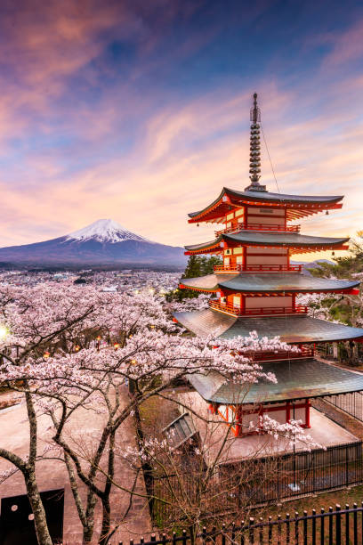 Fujiyoshida, Japan at Chureito Pagoda and Mt. Fuji in the spring with cherry blossoms. Fujiyoshida, Japan - April 18, 2017: Chureito Pagoda and Mt. Fuji in the spring with cherry blossoms at twilight. mt. fuji photos stock pictures, royalty-free photos & images