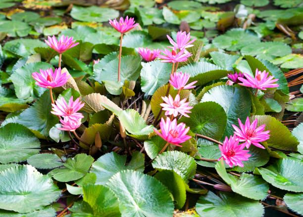 istock Water lily cluster, Ha Long, Vietnam 1193724188