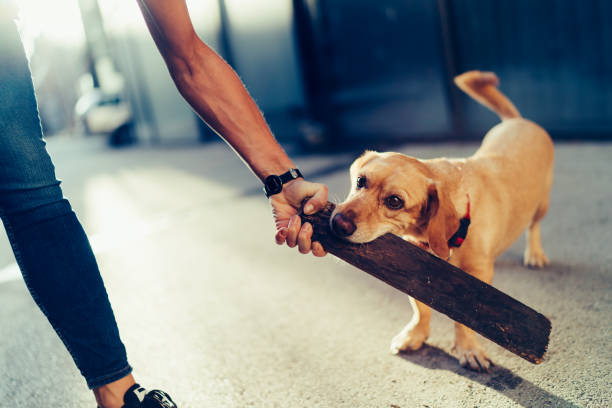 istock Dog playing fetch with big wooden stick 1193725858