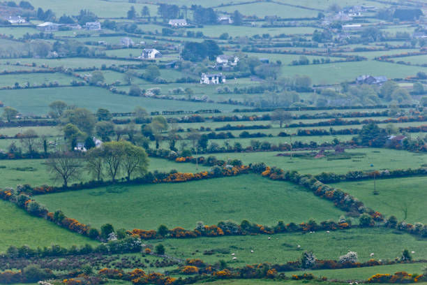 Ballycoly Farmlands from  Slievenaglogh One late May morning, perched on the slope of Slievenaglogh I captured this far view, the orderly fields of Ballycoly Townland, foreground, with sheep pastures, windbreaks of flowering hawthorn (white) and Whin bush (yellow).  Glenmore townland is in background. michael stephen wills Slievenaglogh stock pictures, royalty-free photos & images
