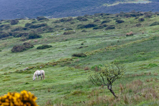 On the slopes of  Slievenaglogh Horse pasture on northeast slope of Slievenaglogh peak (Irish: Sliabh na gCloch) on the road from Mullaghattin Townland to Riverstown.  Foreground is yellow flowered gorse (whin bush, scientific name Ulex).  Early morning, late May 2014. michael stephen wills Slievenaglogh stock pictures, royalty-free photos & images