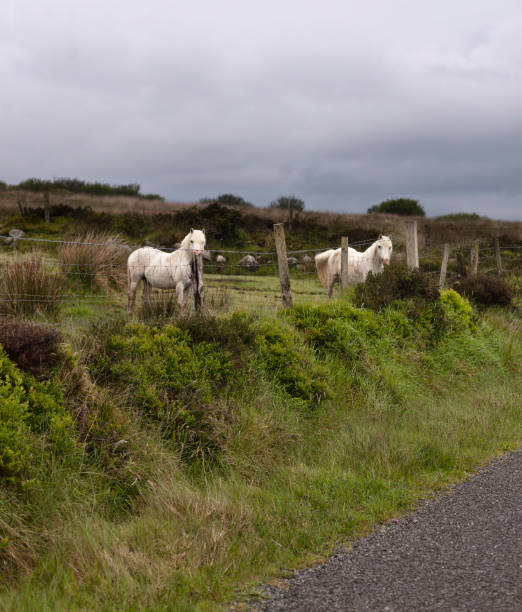 Curious White Horses on Slievenaglogh One May early morning two white horses come down from a sloping pasture on Slievenaglogh to view an interloper taking photographs.  Slievenaglogh Townland, County Louth, Ireland. michael stephen wills Slievenaglogh stock pictures, royalty-free photos & images