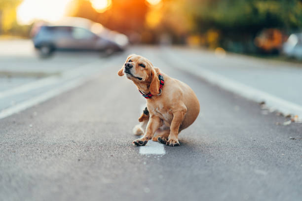 cão que senta-se no meio da estrada e que risque - tick dog flea pets - fotografias e filmes do acervo