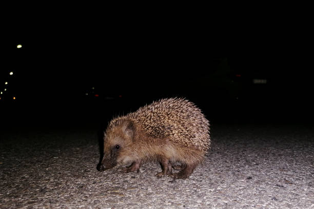 istock Hedgehog at night in an urban environment (Erinaceus europaeus) 1193726848