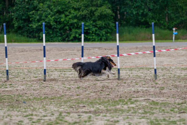 istock Border Collie in actiion in an agility exercise during a contest 1193726907