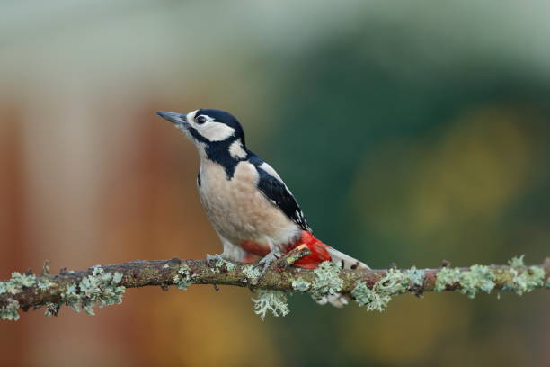 istock The great spotted woodpecker 1193731169