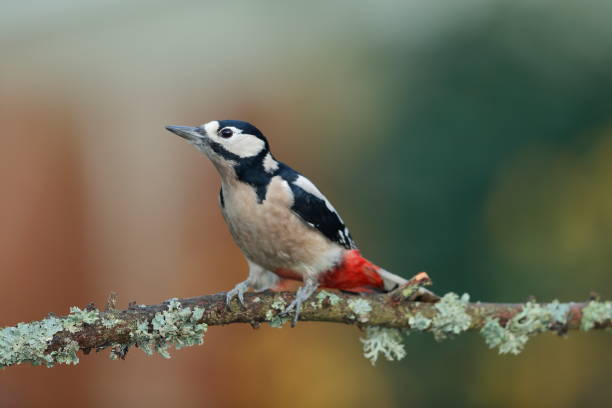 istock The great spotted woodpecker 1193731186