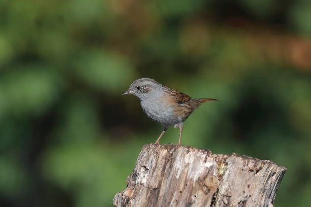 istock The dunnock or hedge sparrow 1193731190