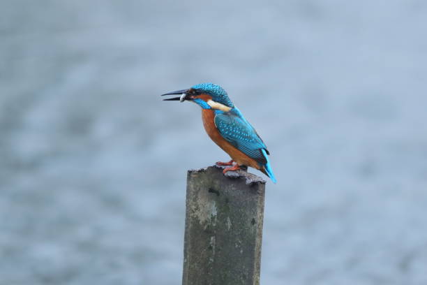 istock The common kingfisher 1193731799