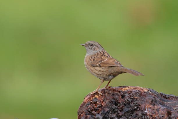 Dunnock going to drink
