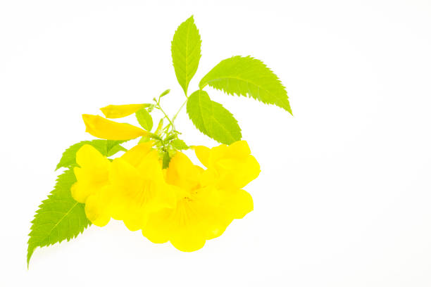 istock Yellow trumpetbush 1193732224