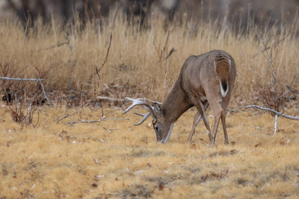 istock Whitetail Deer Buck in the Fall Rut 1193733705